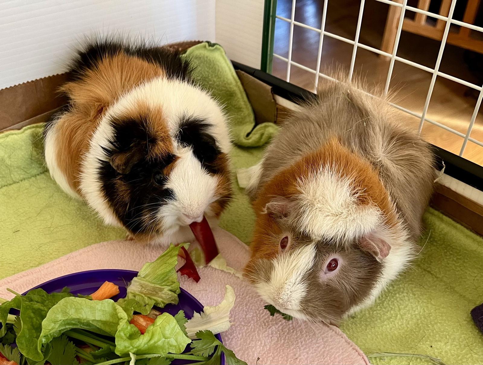 Enlarge Momo and Mimi, a Adoptable Guinea Pig in Aurora, IL image 3/3