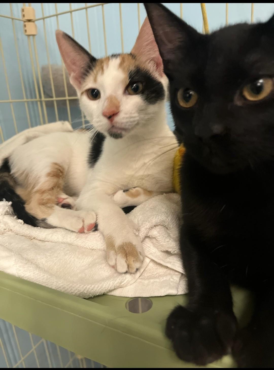 Enlarge Patches, a Adopted Calico in Panama City Beach, FL image 2/6