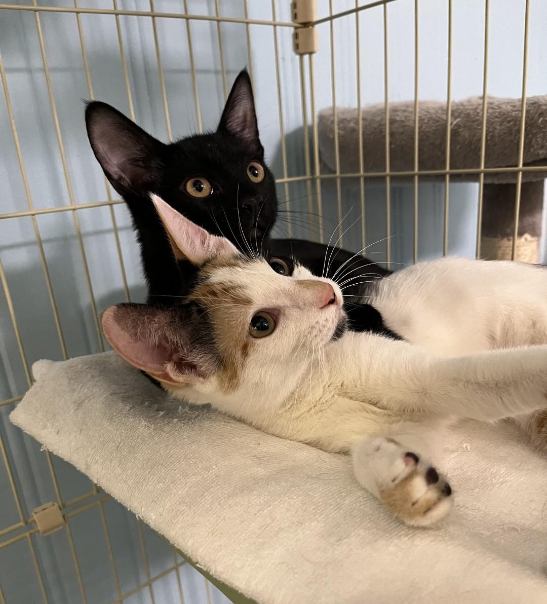 Enlarge Patches, a Adopted Calico in Panama City Beach, FL image 3/6