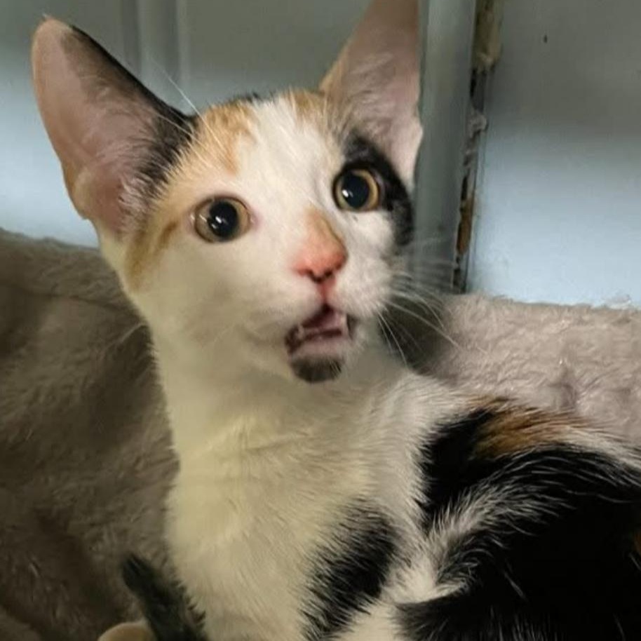 Enlarge Patches, a Adopted Calico in Panama City Beach, FL image 4/6