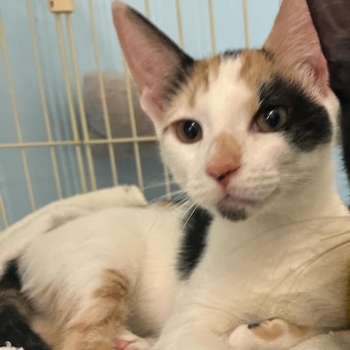 Patches, Adopted, Young Female Calico.