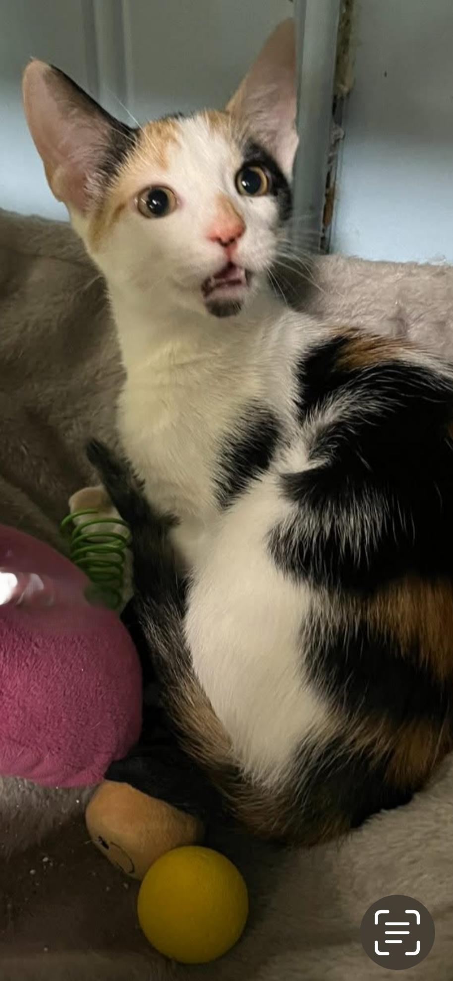 Enlarge Patches, a Adopted Calico in Panama City Beach, FL image 5/6