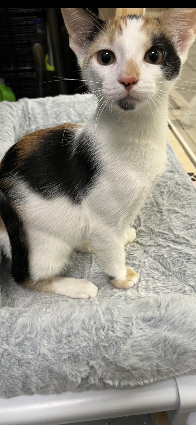 Enlarge Patches, a Adopted Calico in Panama City Beach, FL image 6/6