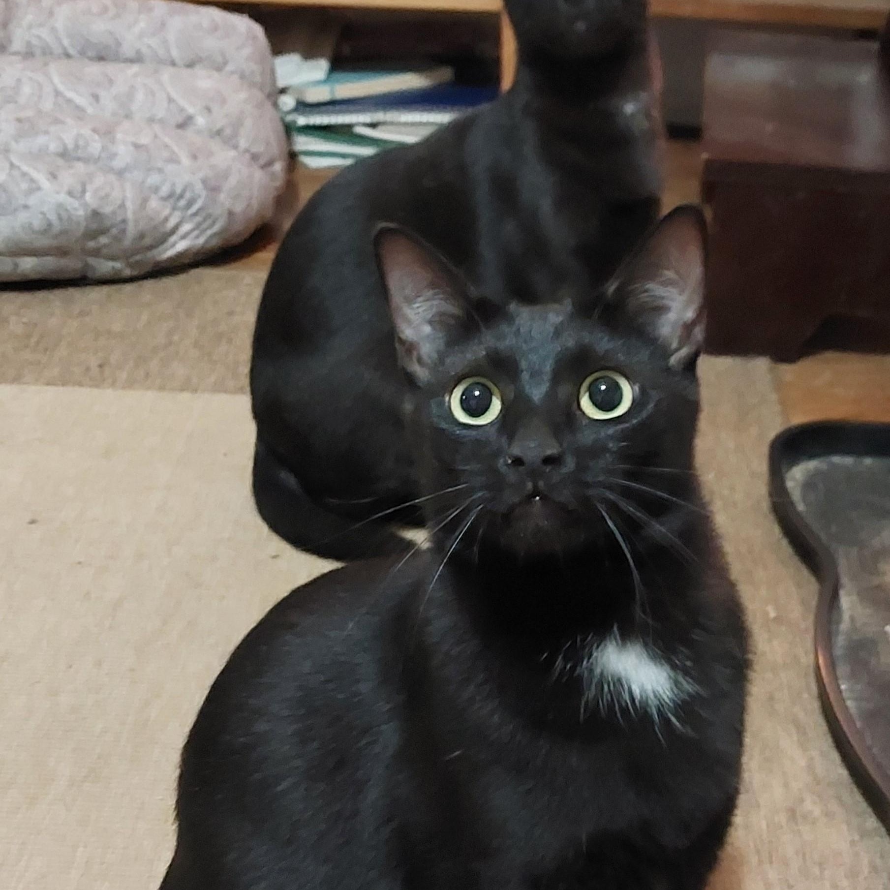 Garlic & Toast, bonded pair, a ADOPTABLE mixed breed in Chicago, IL image 2/2