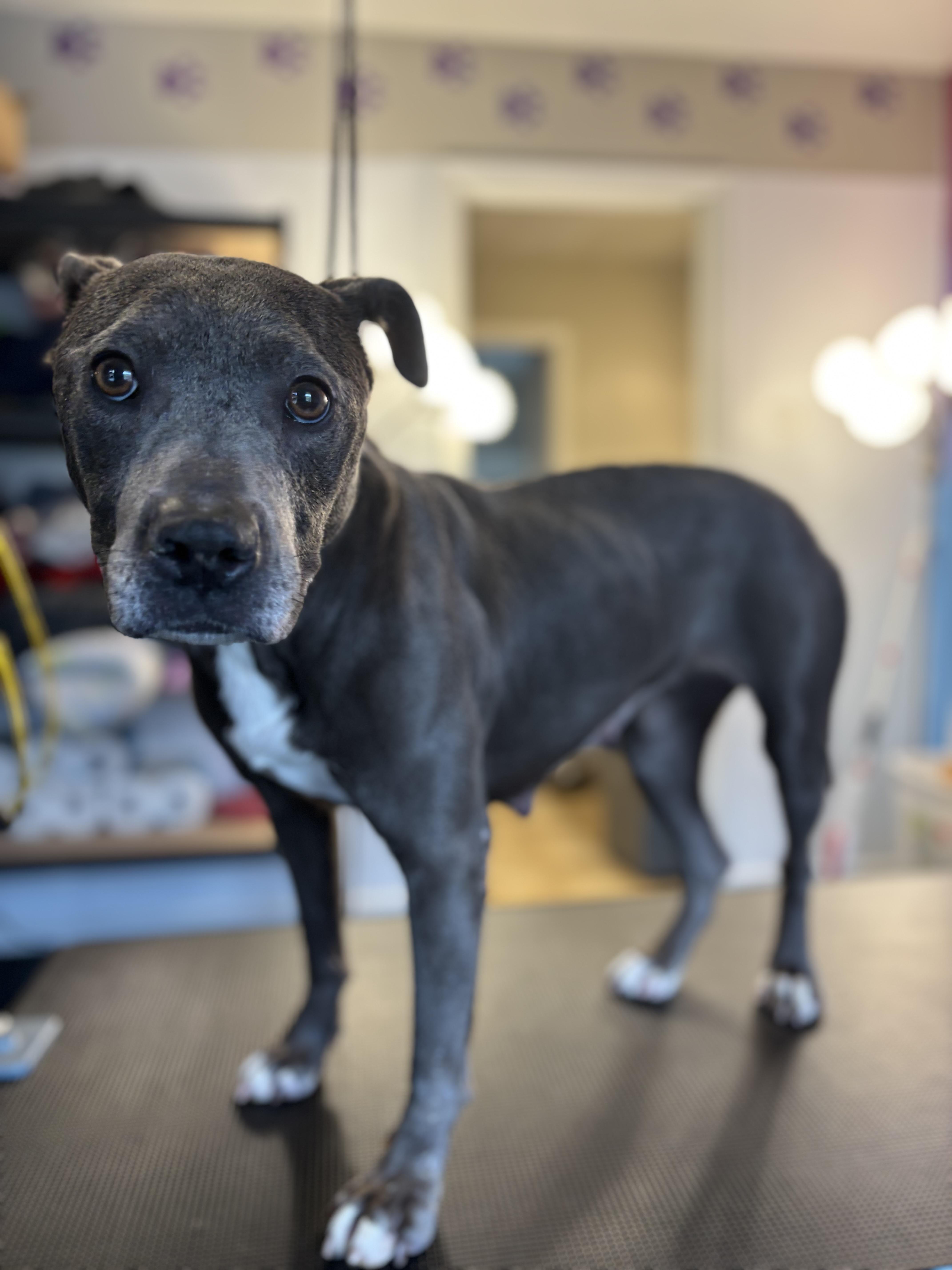 Harper, Adoptable, Adult Female Pit Bull Terrier.