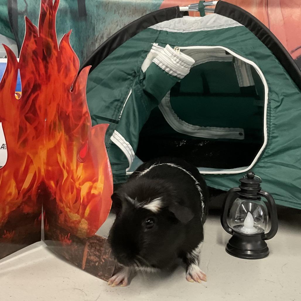 Missy, Adoptable, Adult Female Guinea Pig.