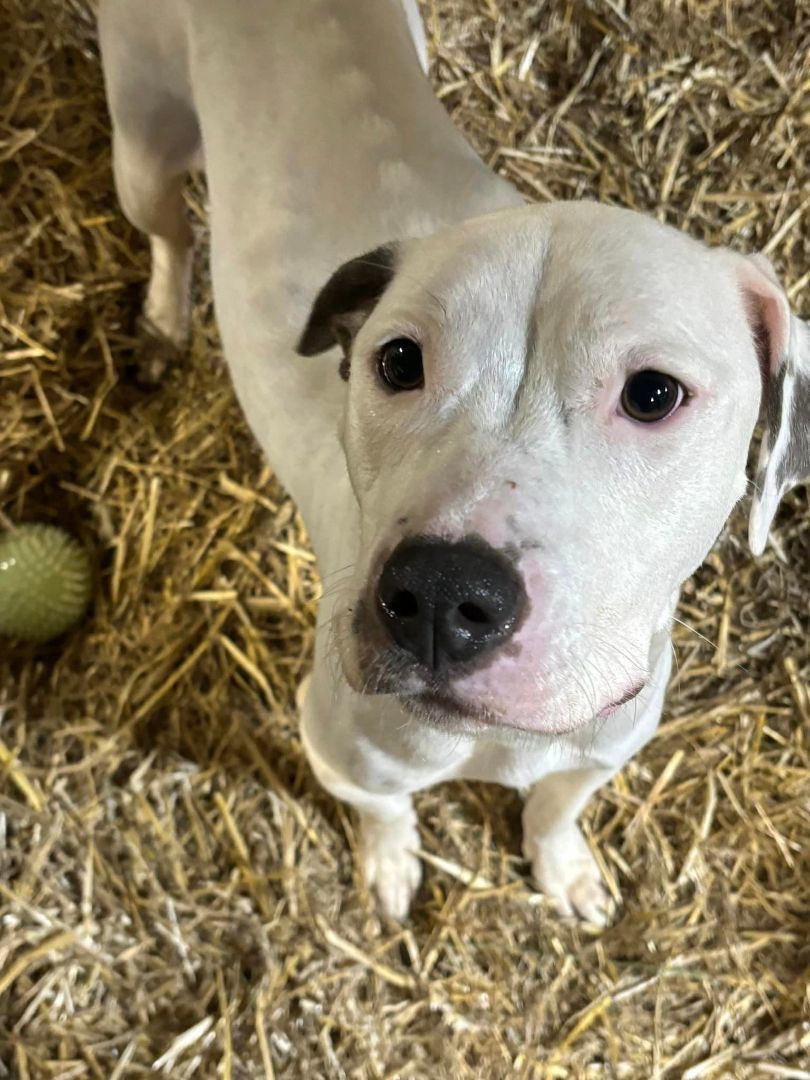 Enlarge Eve, a Adoptable mixed breed in Macomb, MI image 1/1