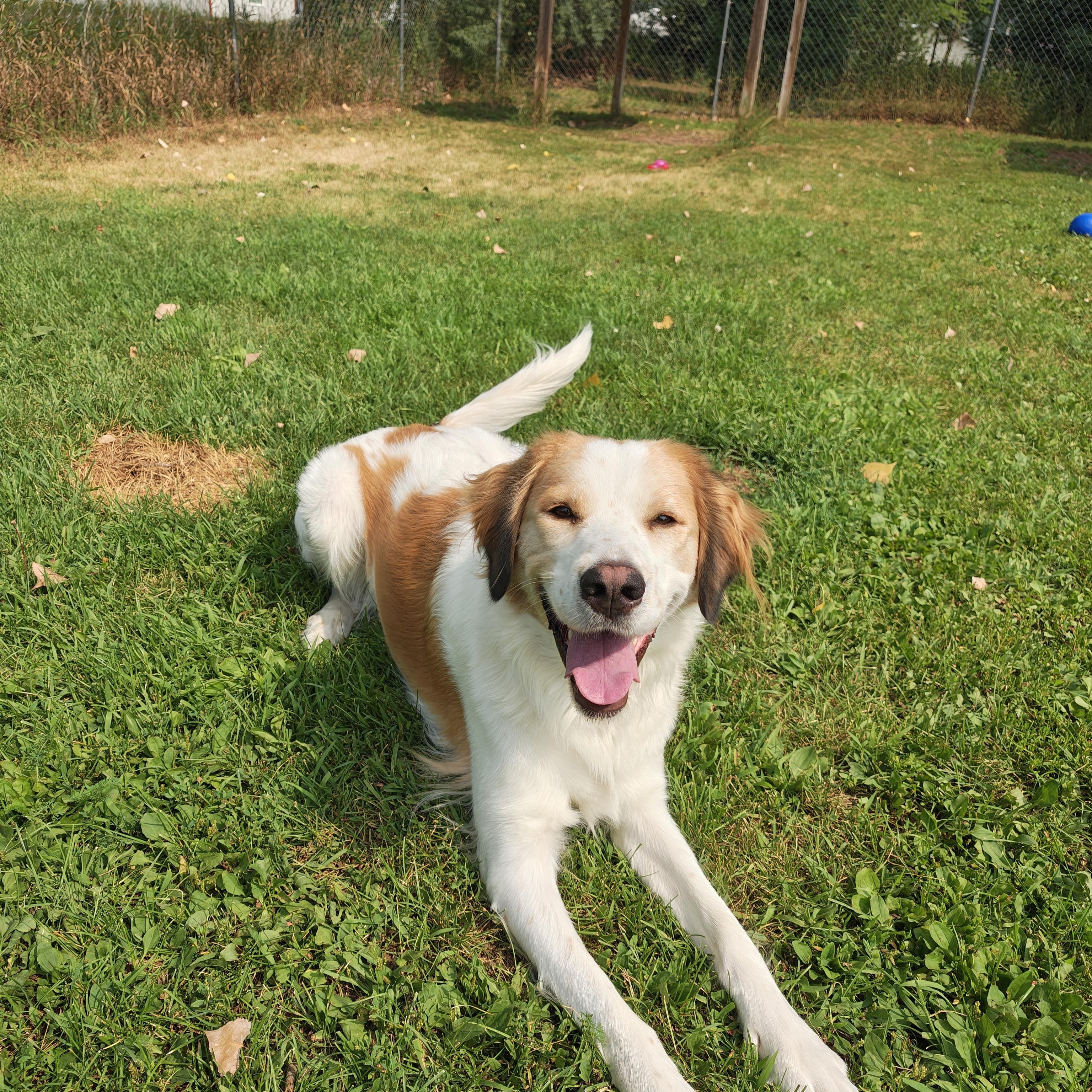 Mary Ann, an adoptable Mixed Breed in Oconto, WI image 3/3