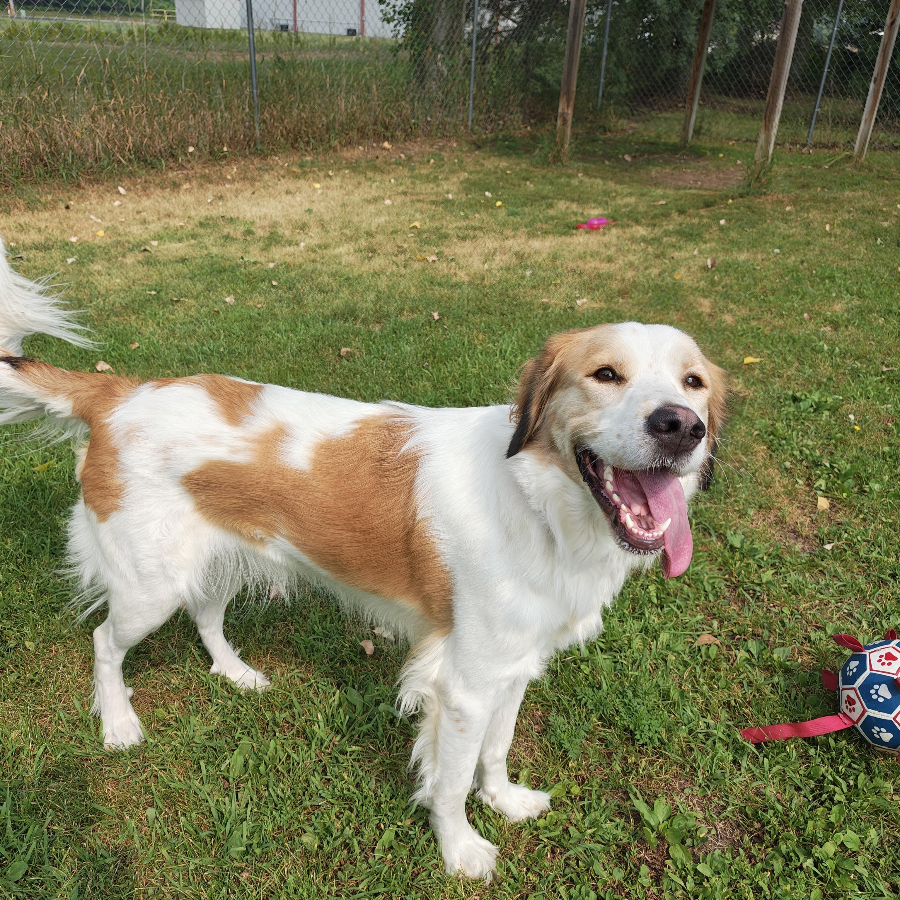 Mary Ann, an adoptable Mixed Breed in Oconto, WI image 2/3