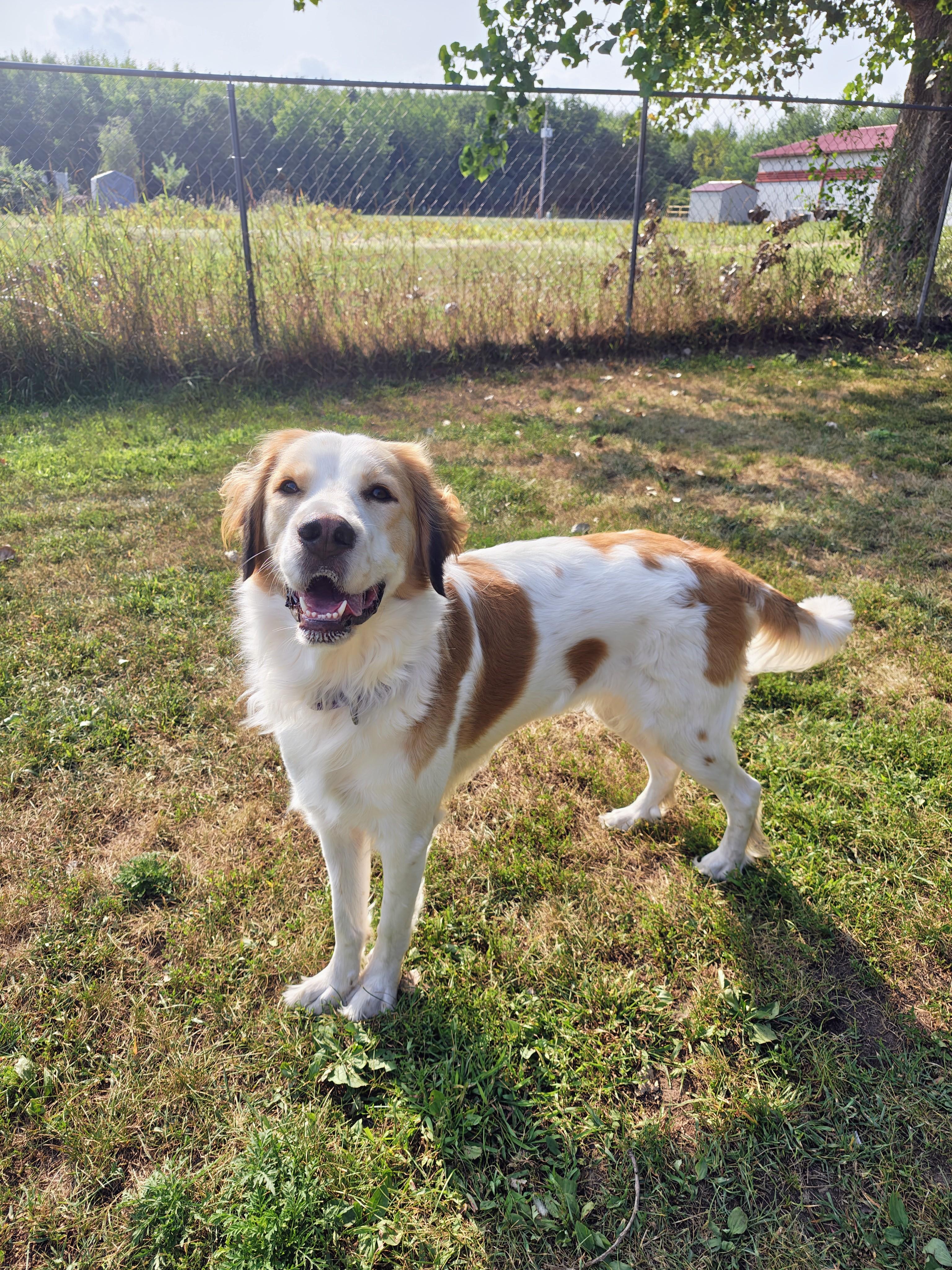 Mary Ann, adoptable, Young Female Mixed Breed.