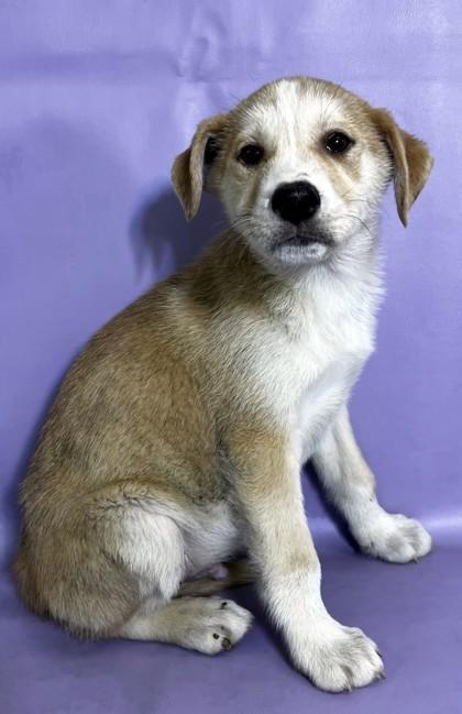 Rico — thumbnail 2