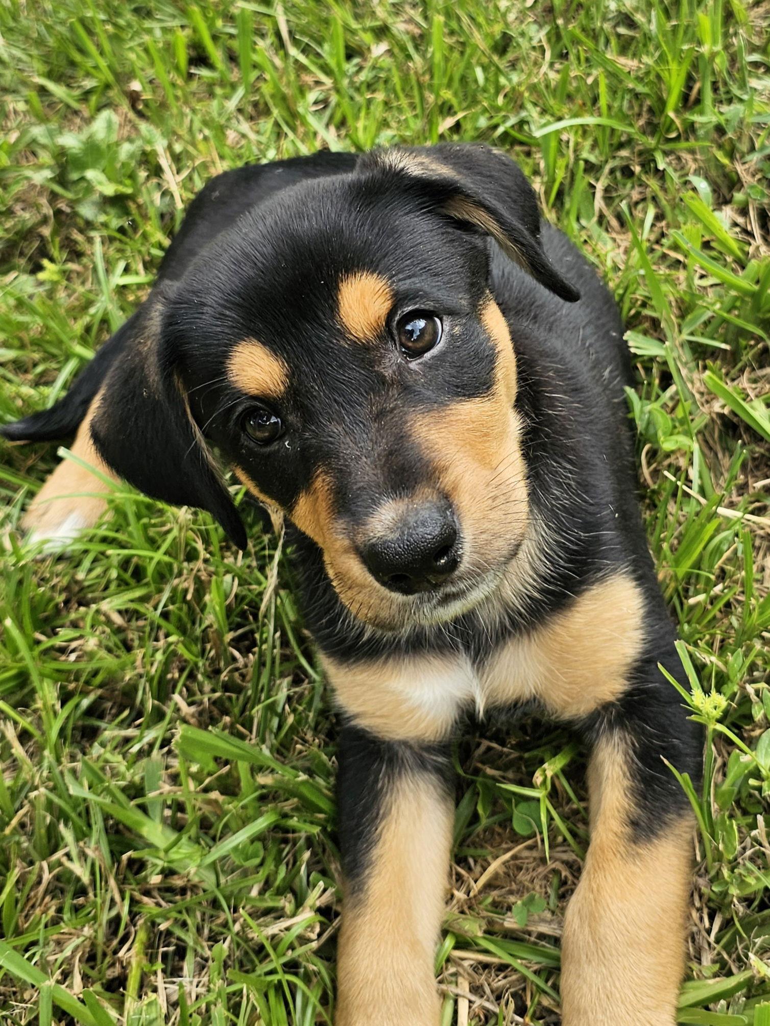 Quesadilla, Adopted, Puppy Female German Shepherd Dog.