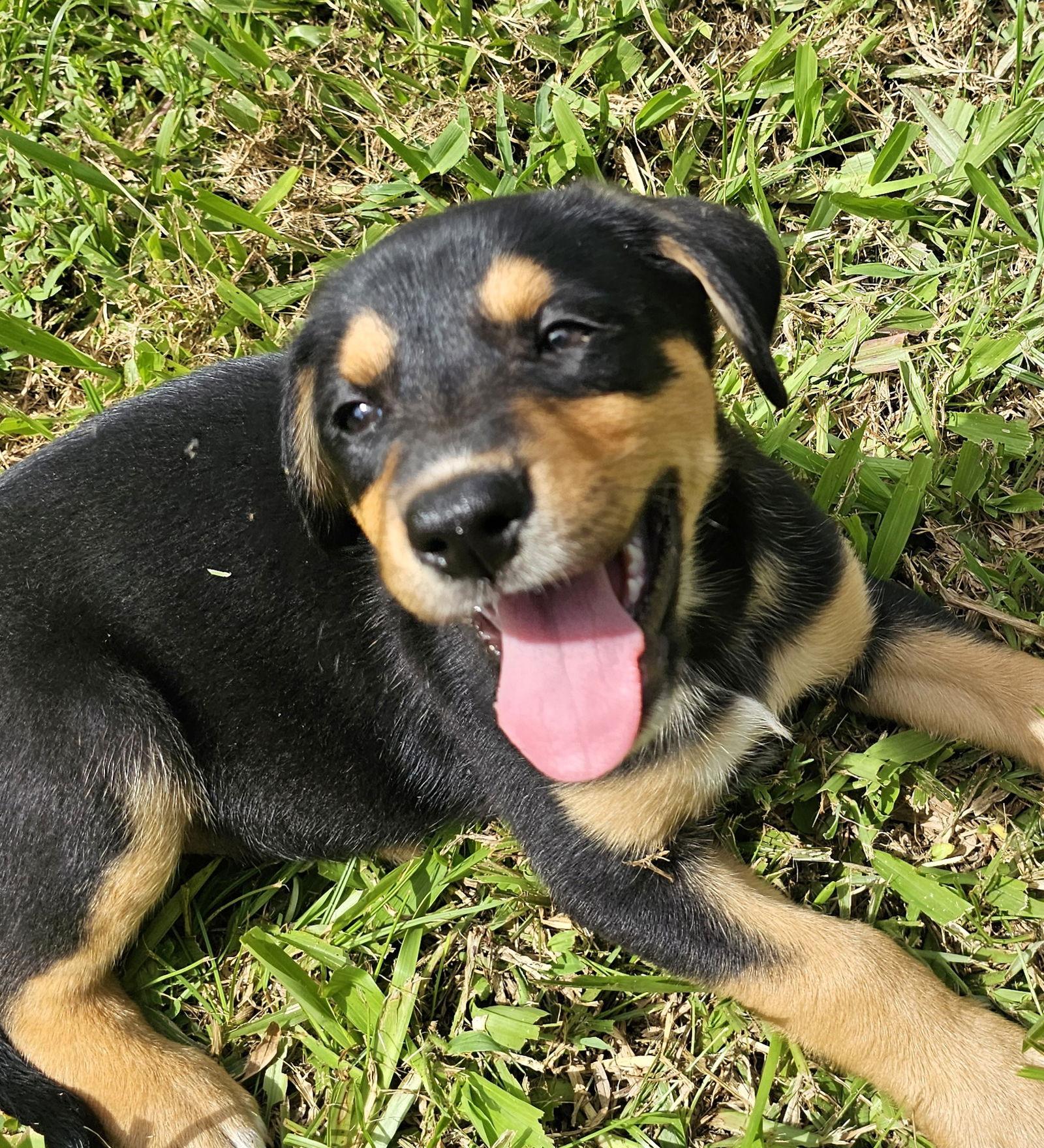 Enlarge Quesadilla, a Adopted German Shepherd Dog in Royal Palm Beach, FL image 2/3