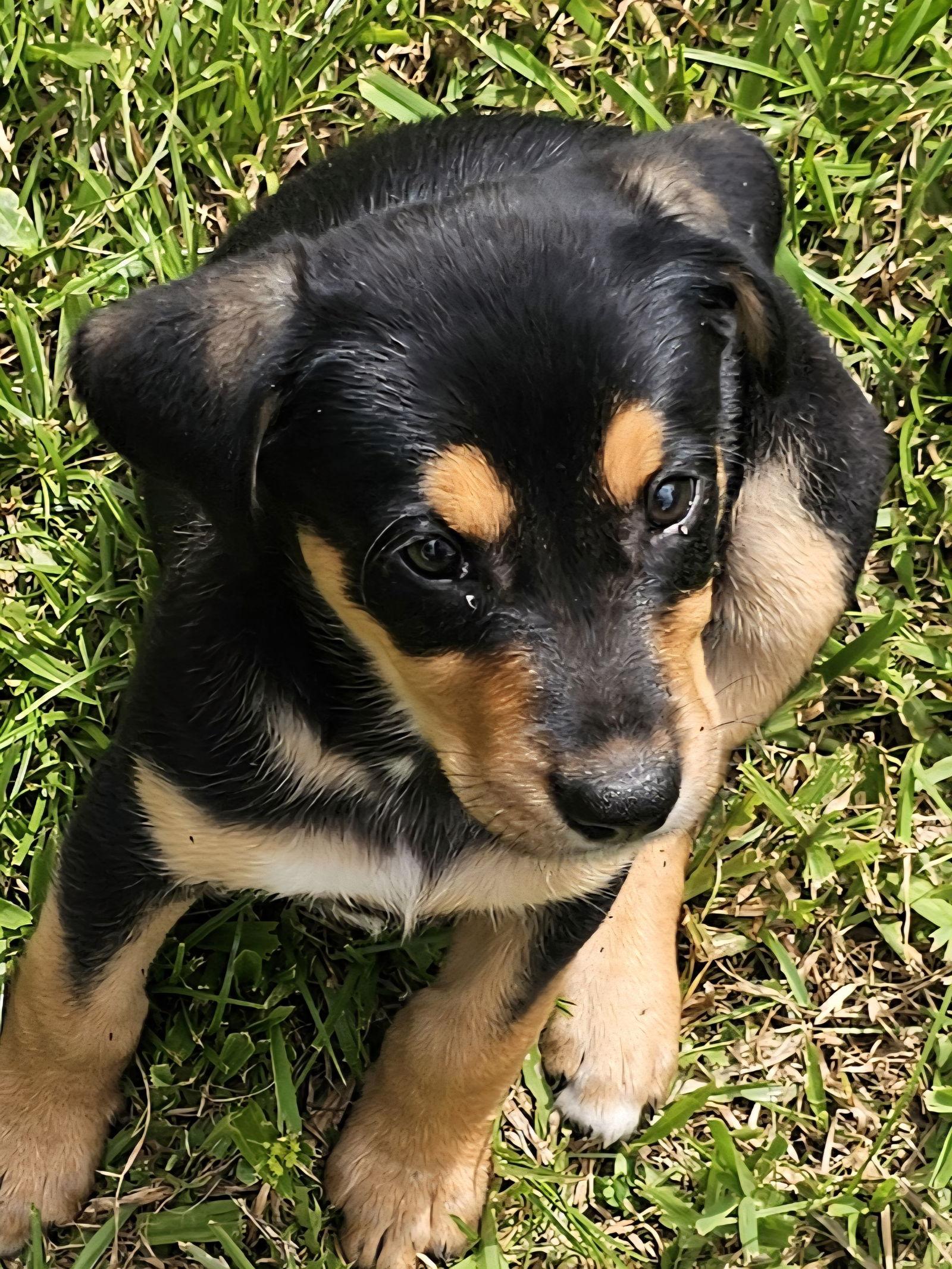 Enlarge Quesadilla, a Adopted German Shepherd Dog in Royal Palm Beach, FL image 3/3