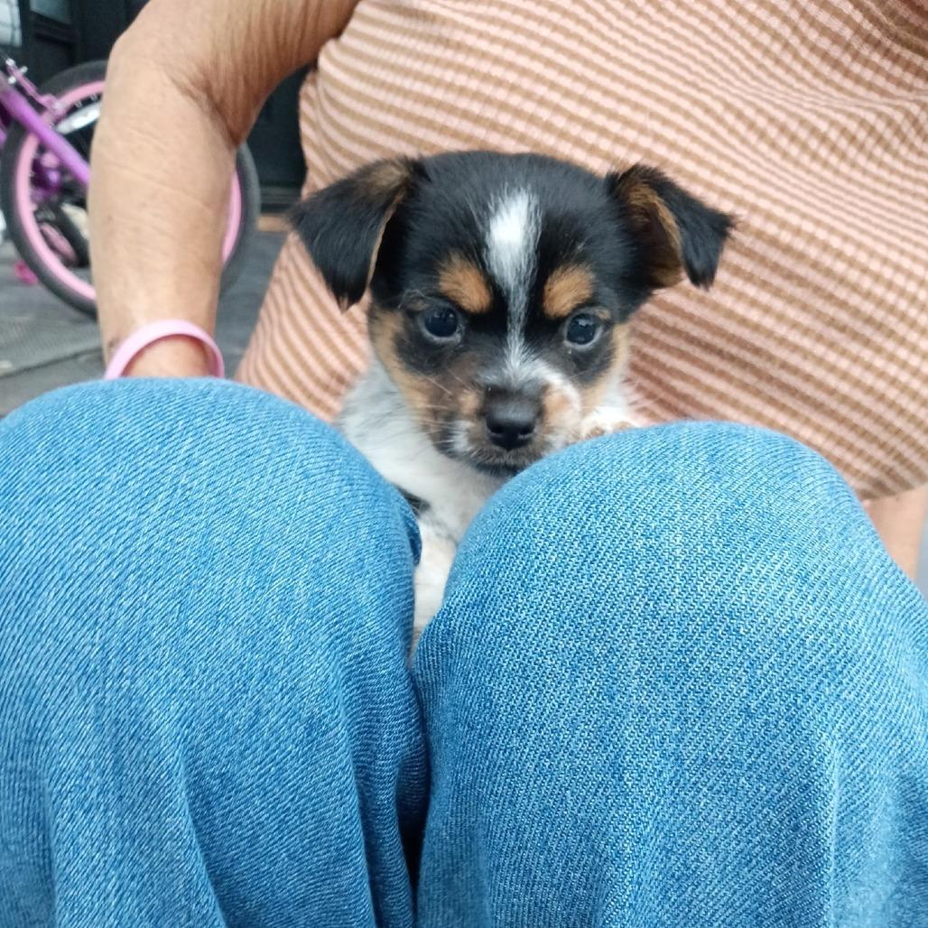 Dizzy, Adoptable, Puppy Female Yorkshire Terrier.