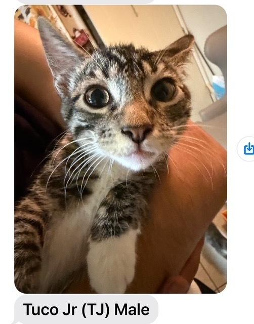 Tuco Jr, Adoptable, Kitten Female Domestic Short Hair.