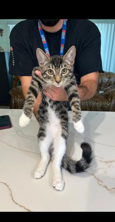 Tuco Jr, a Adoptable mixed breed in Gardena, CA image 2/3