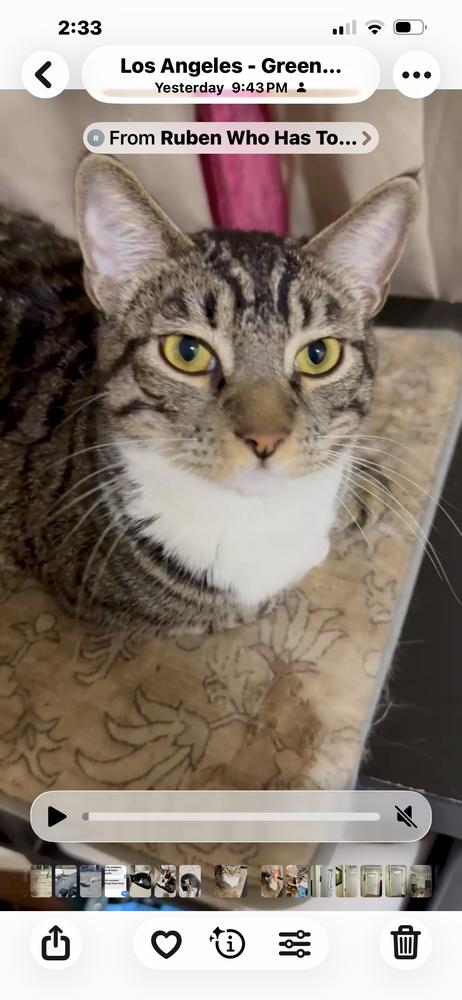 Tuco Jr, Adoptable, Kitten Male Calico & Tabby.