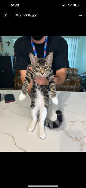 Tuco Jr, a Adoptable mixed breed in Gardena, CA image 2/2