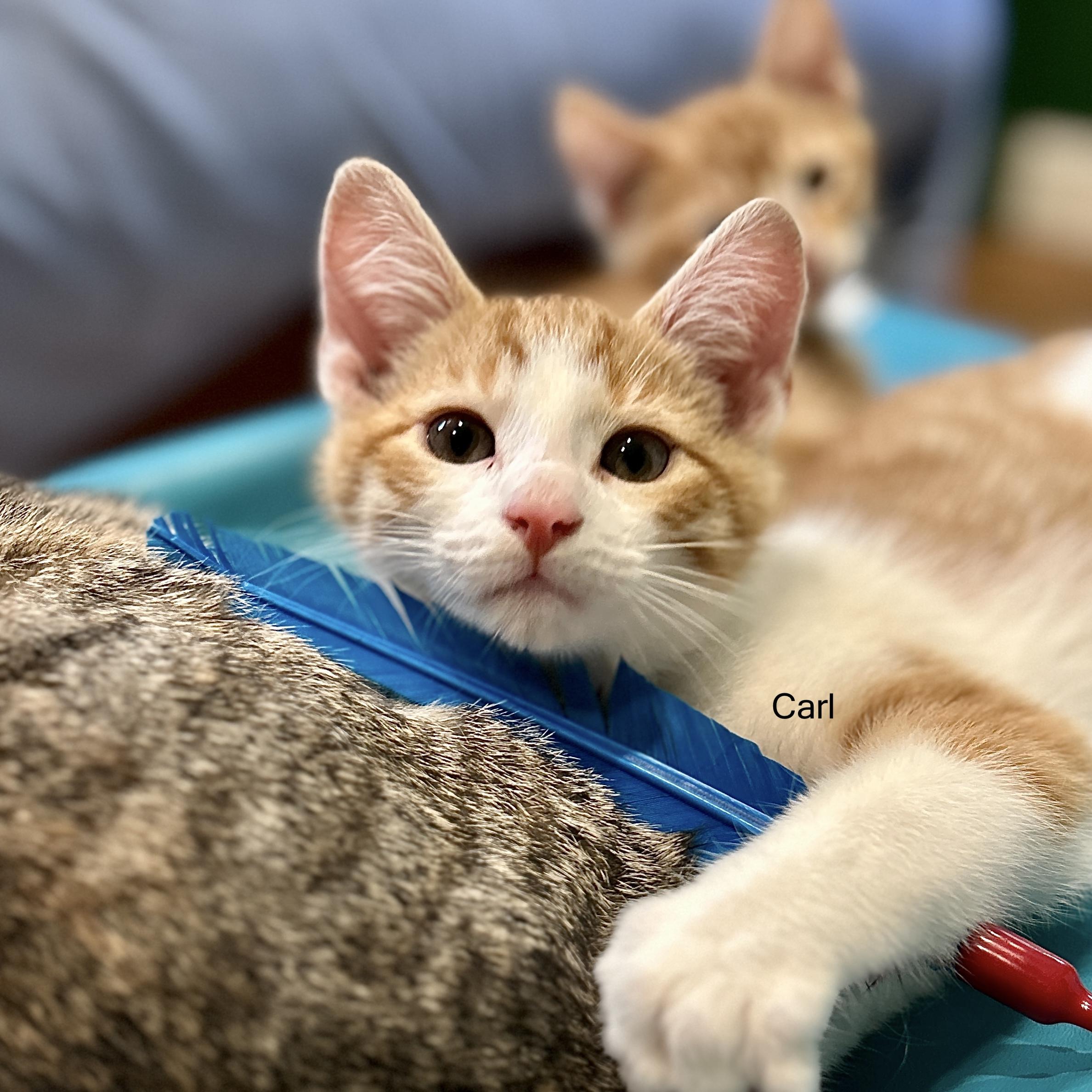 Carl, a ADOPTABLE Domestic Short Hair in Topsham, ME image 1/3