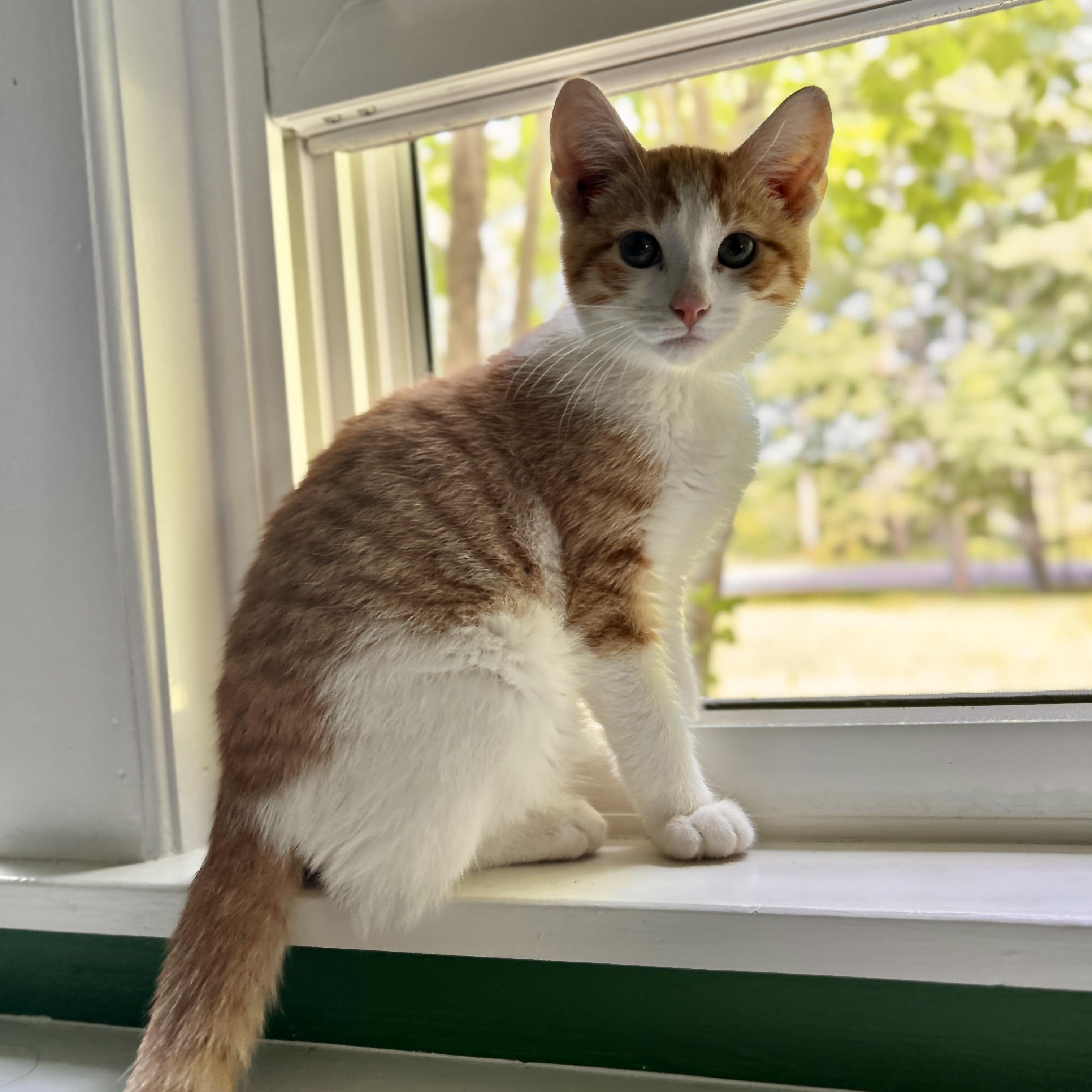Carl, a ADOPTABLE Domestic Short Hair in Topsham, ME image 2/3