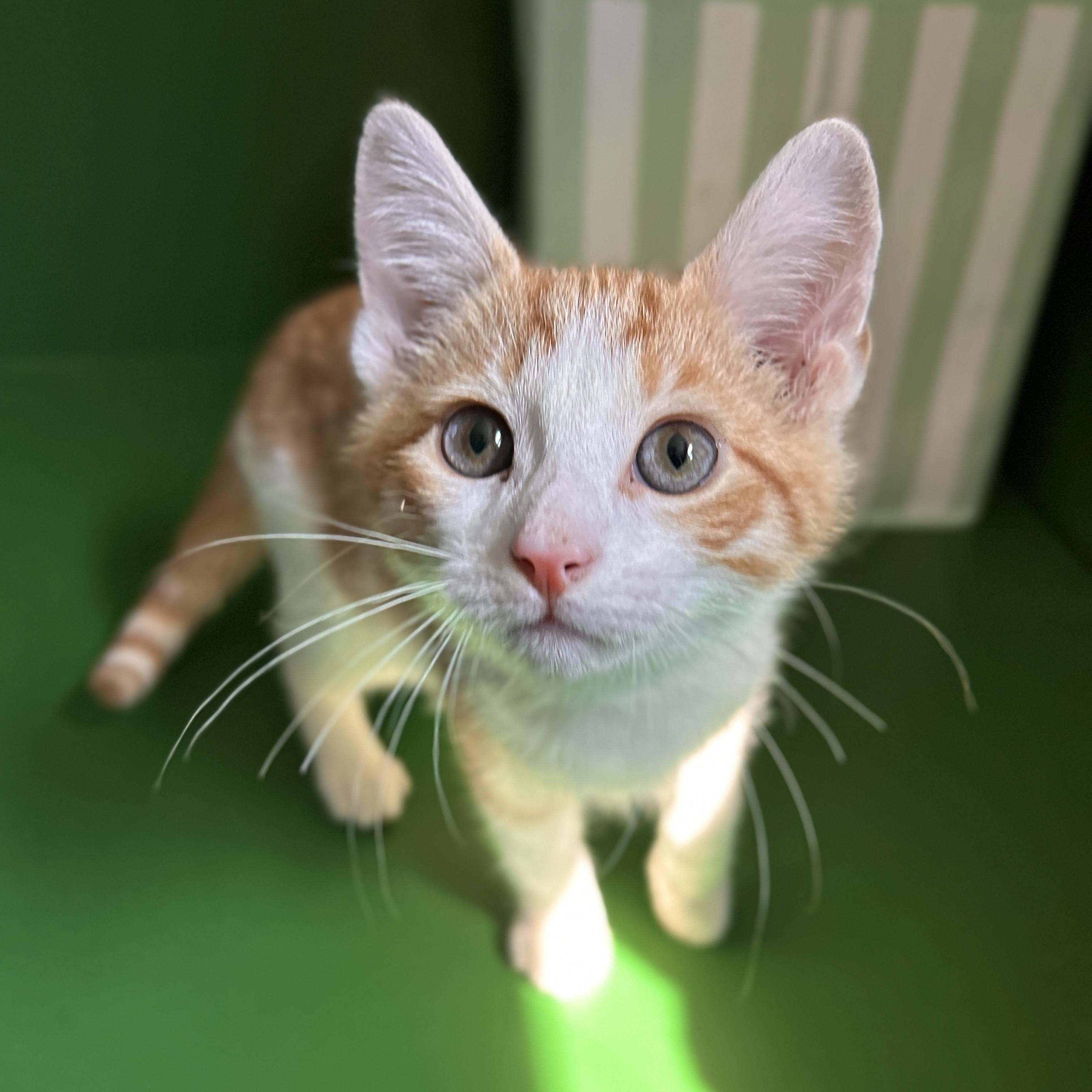 Carl, a ADOPTABLE Domestic Short Hair in Topsham, ME image 3/3