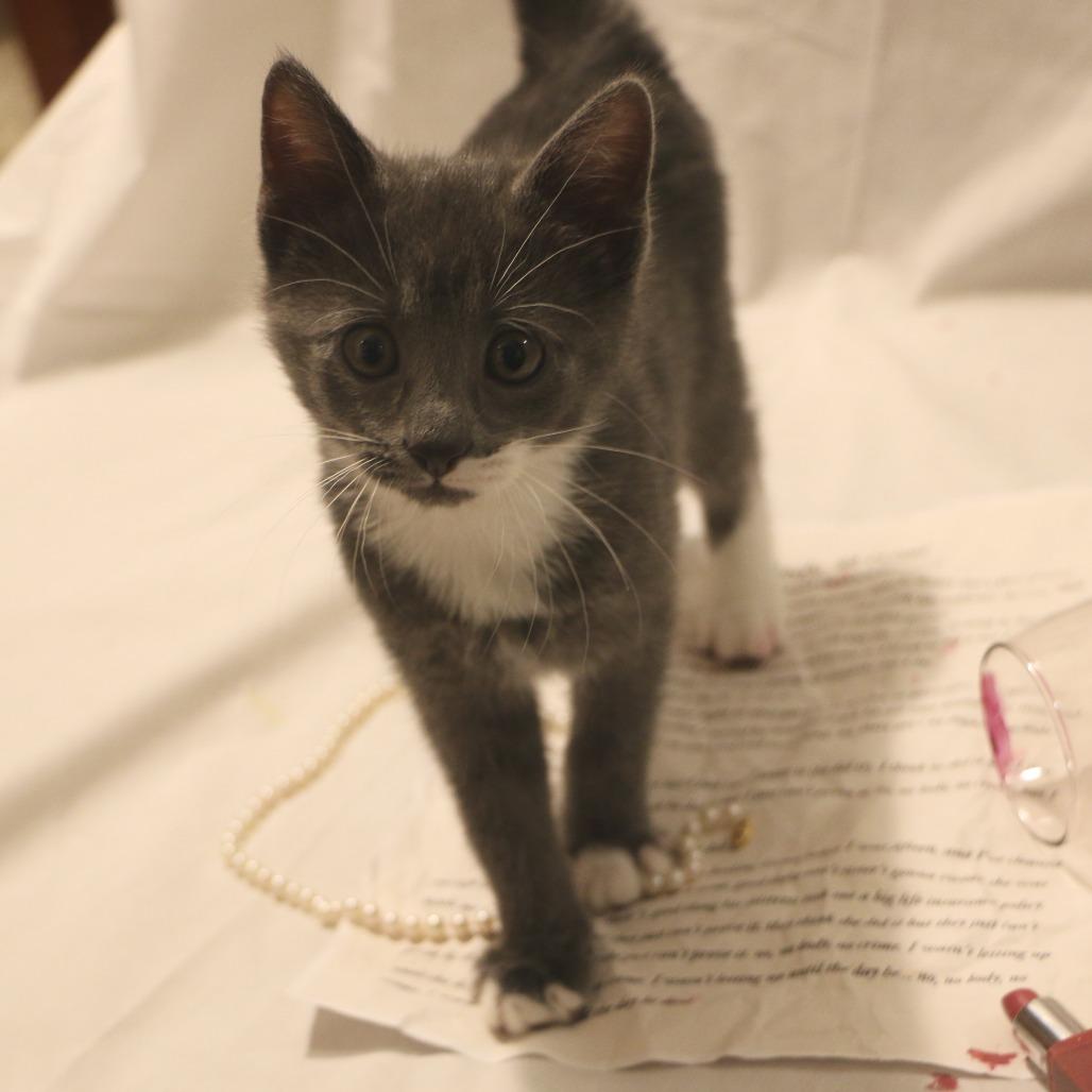 Este (Taylor's Purrsion), Adoptable, Kitten Female Domestic Short Hair.
