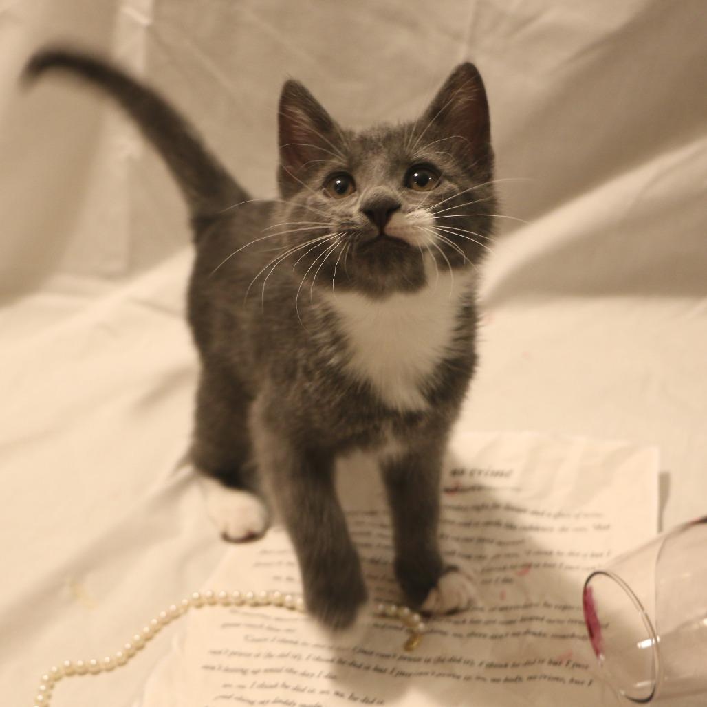 Enlarge Este (Taylor's Purrsion), a Adoptable Domestic Short Hair in CHRISTIANSBURG, VA image 2/6
