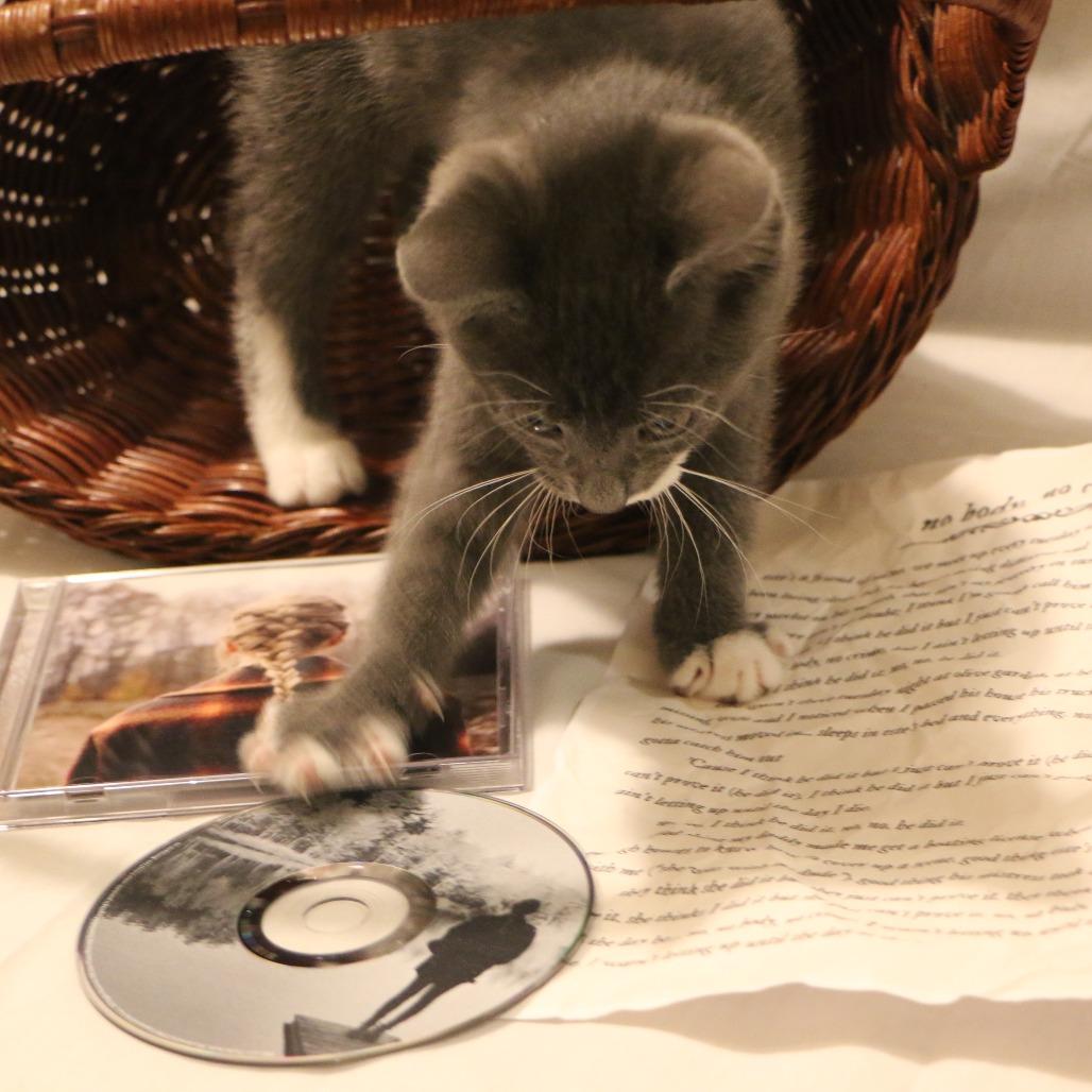 Enlarge Este (Taylor's Purrsion), a Adoptable Domestic Short Hair in CHRISTIANSBURG, VA image 4/6