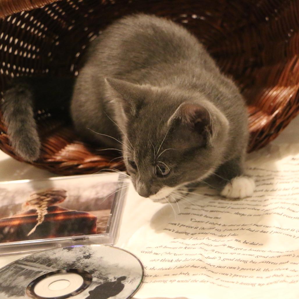Enlarge Este (Taylor's Purrsion), a Adoptable Domestic Short Hair in CHRISTIANSBURG, VA image 5/6