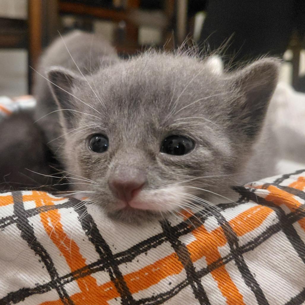 Enlarge Este (Taylor's Purrsion), a Adoptable Domestic Short Hair in CHRISTIANSBURG, VA image 6/6