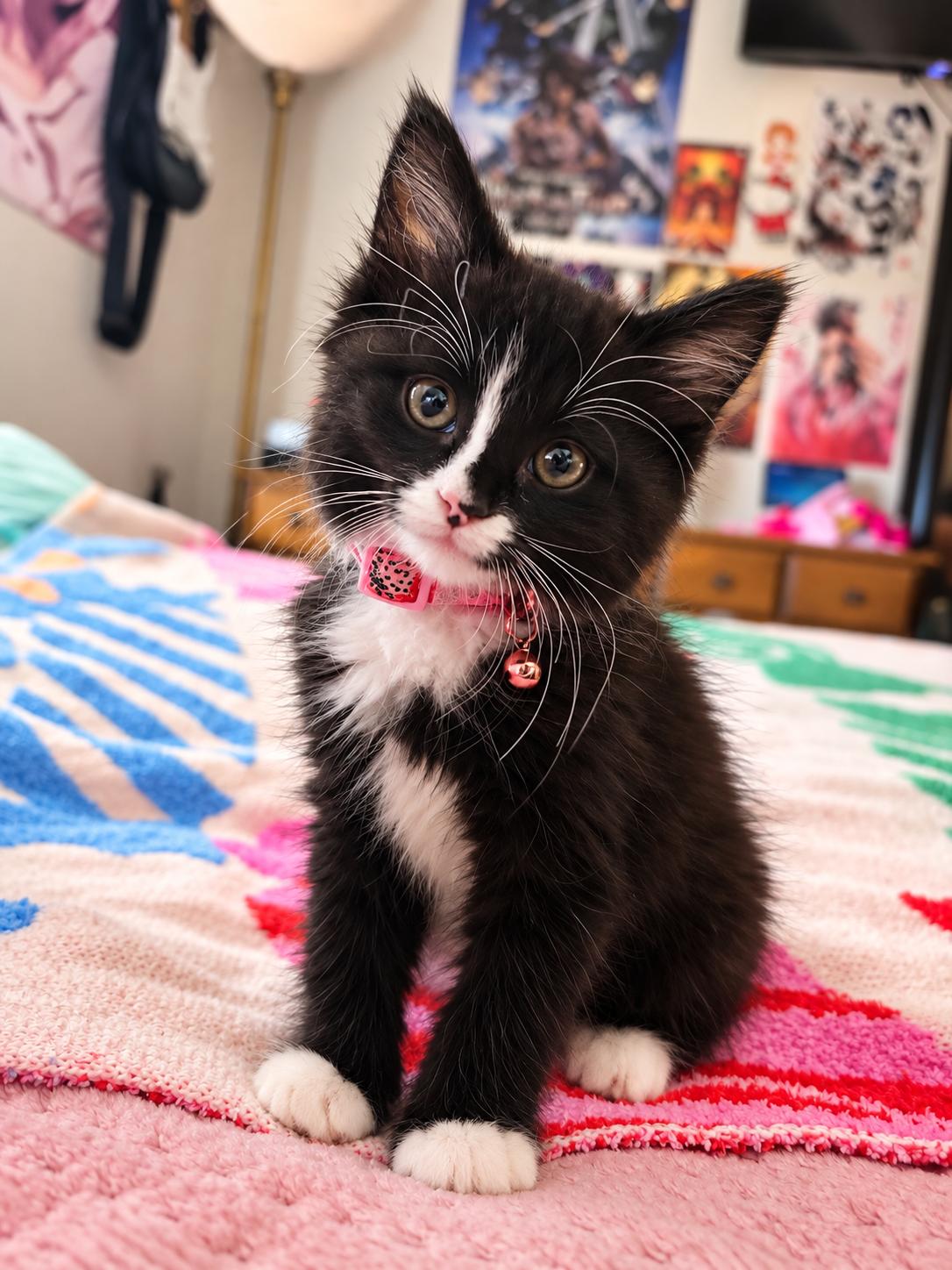 Walter, Adopted, Kitten Male Domestic Medium Hair.