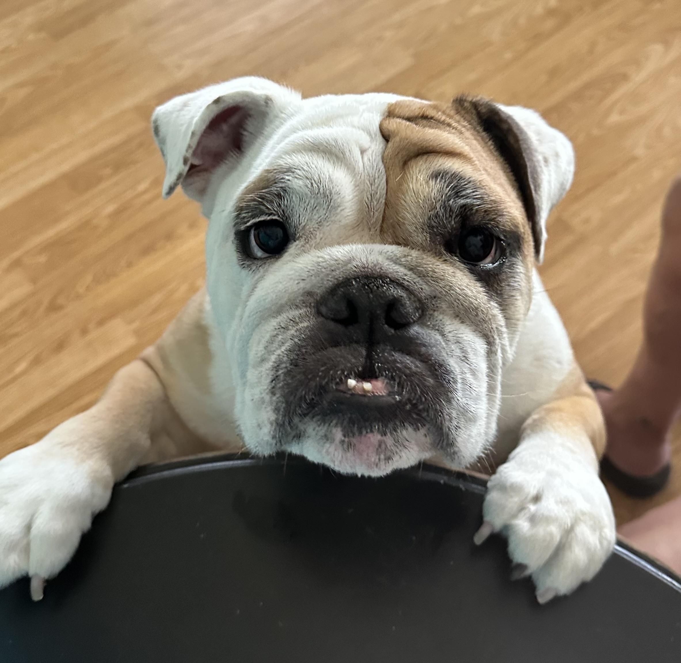 Winston Winnie, Adoptable, Adult Male English Bulldog.