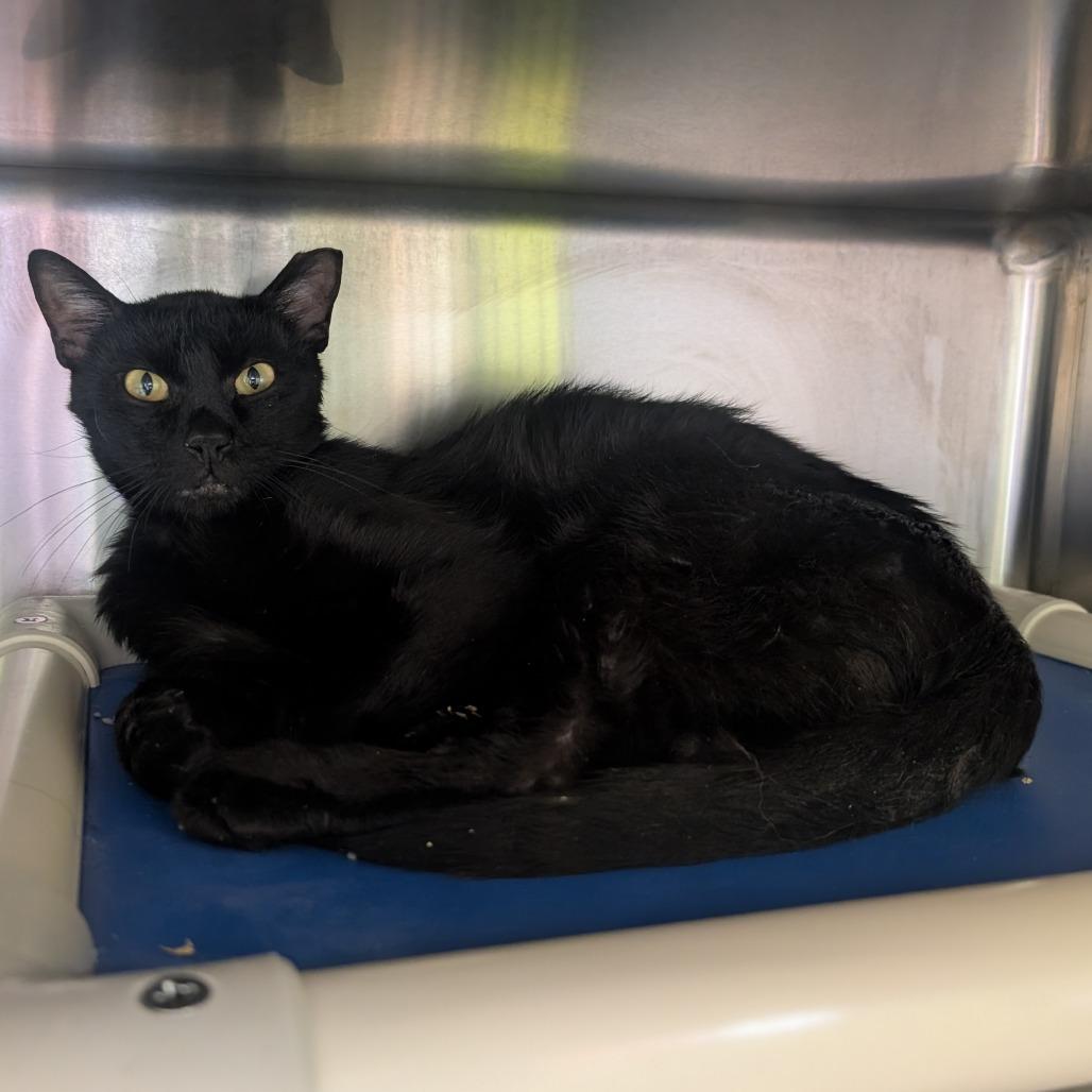 Best Western, Adoptable, Adult Male Domestic Short Hair.