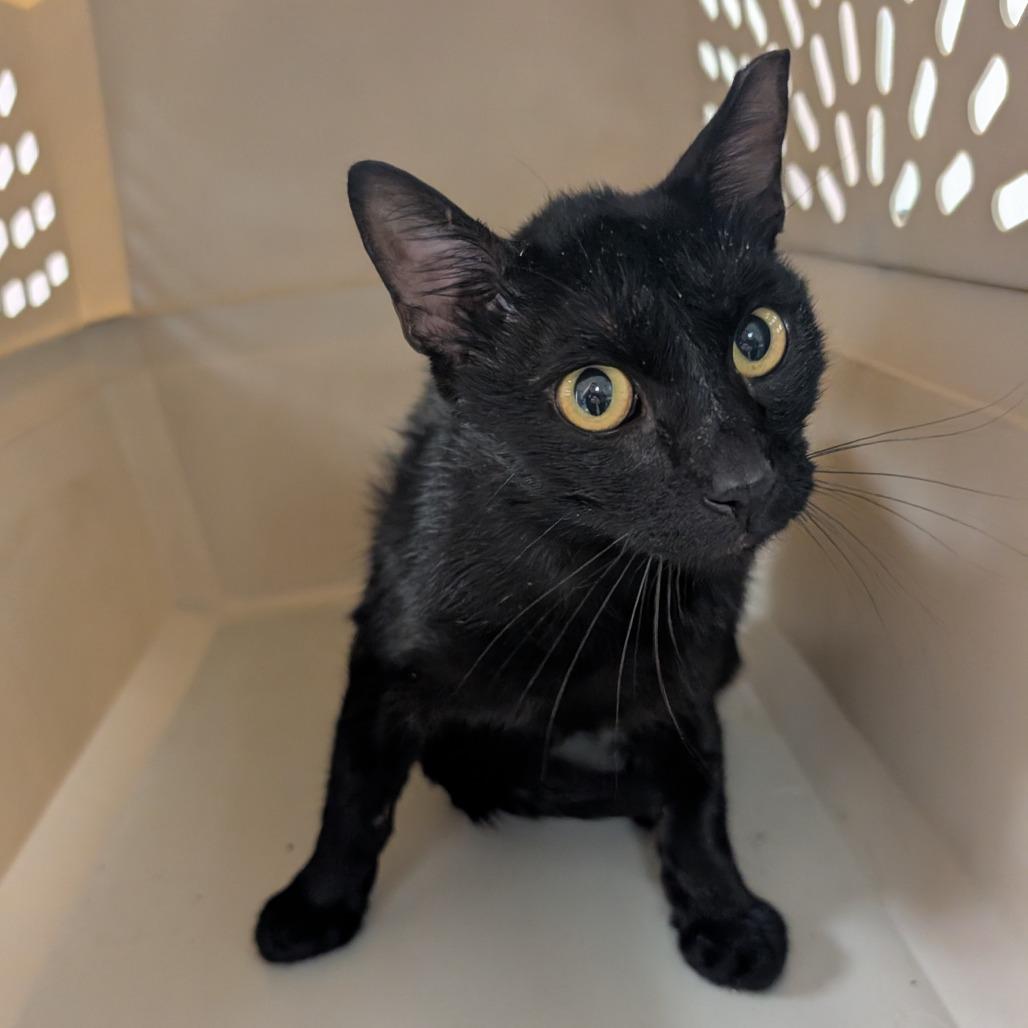Best Western, a Adoptable Domestic Short Hair in Emporia, KS image 2/3