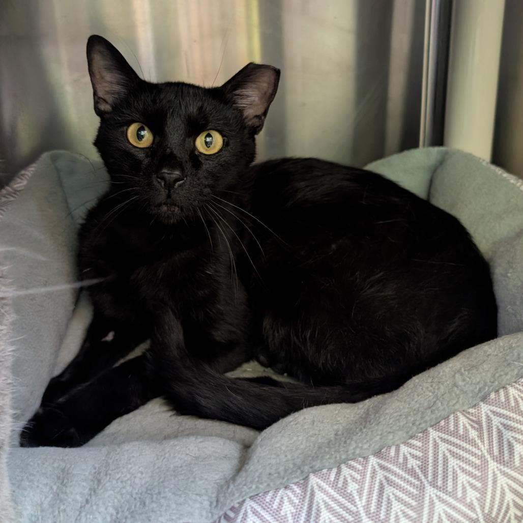 Best Western, a Adoptable Domestic Short Hair in Emporia, KS image 3/3