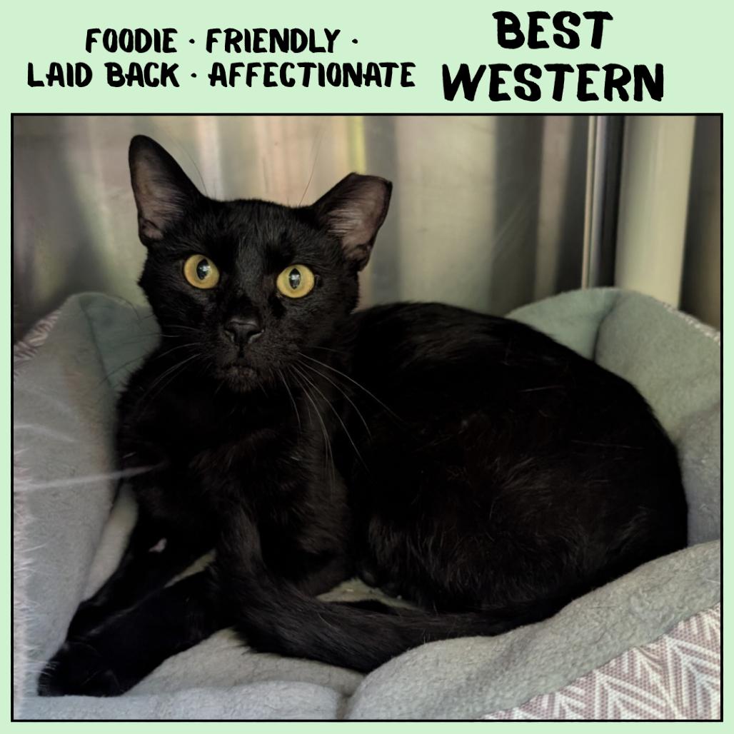 Enlarge Best Western, a Adoptable Domestic Short Hair in Emporia, KS image 4/4