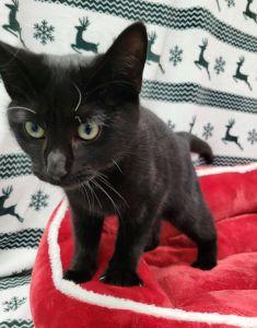 Catzilla, a ADOPTABLE Domestic Short Hair in Bucyrus, OH image 1/3