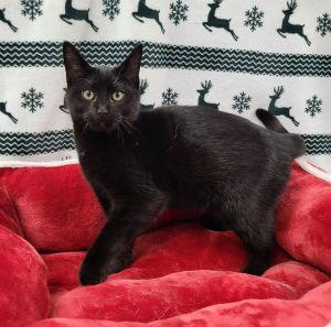 Catzilla, ADOPTABLE, Young Male Domestic Short Hair.