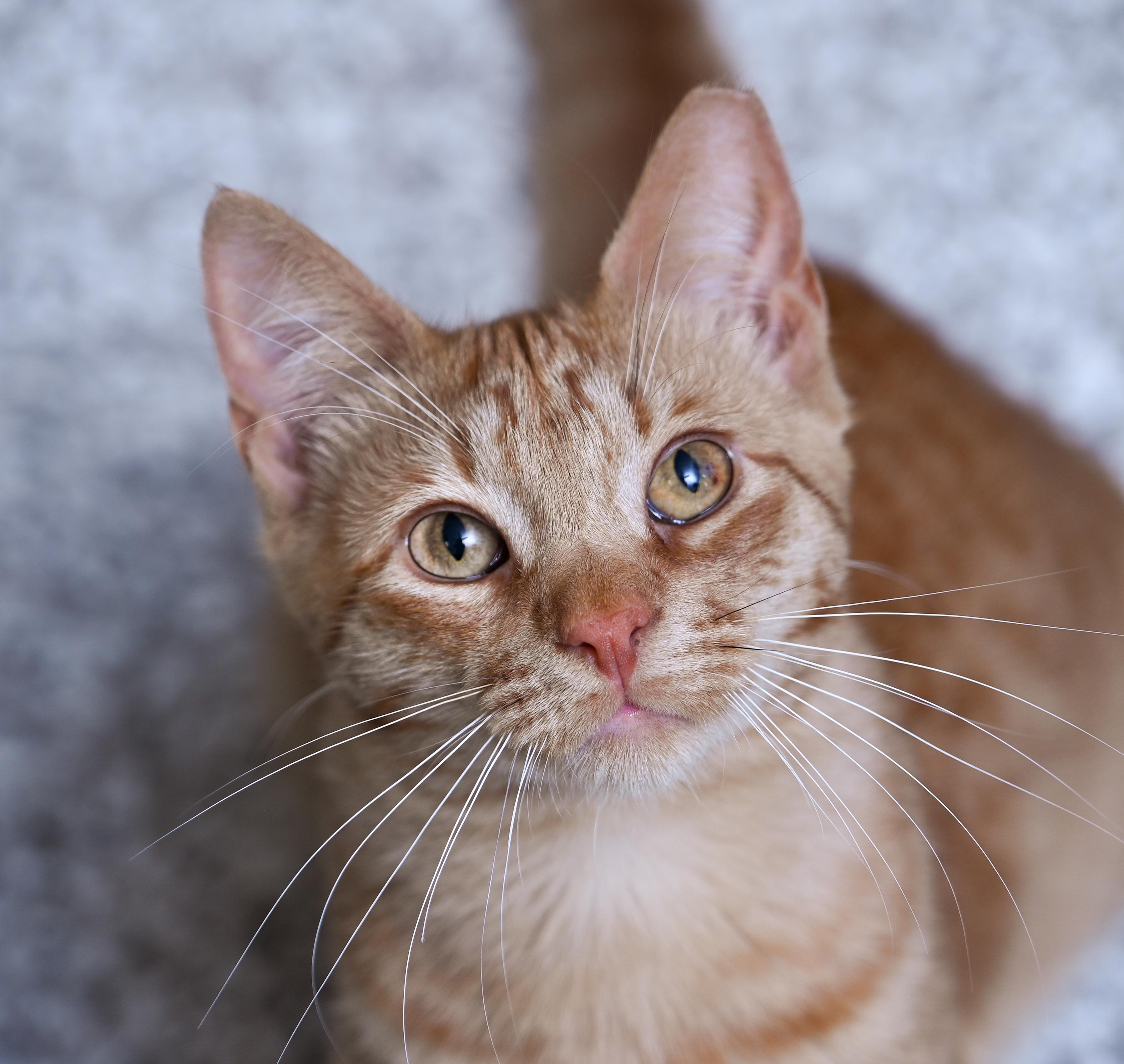 Enlarge Saturn, a ADOPTABLE mixed breed in Chattanooga, TN image 1/5