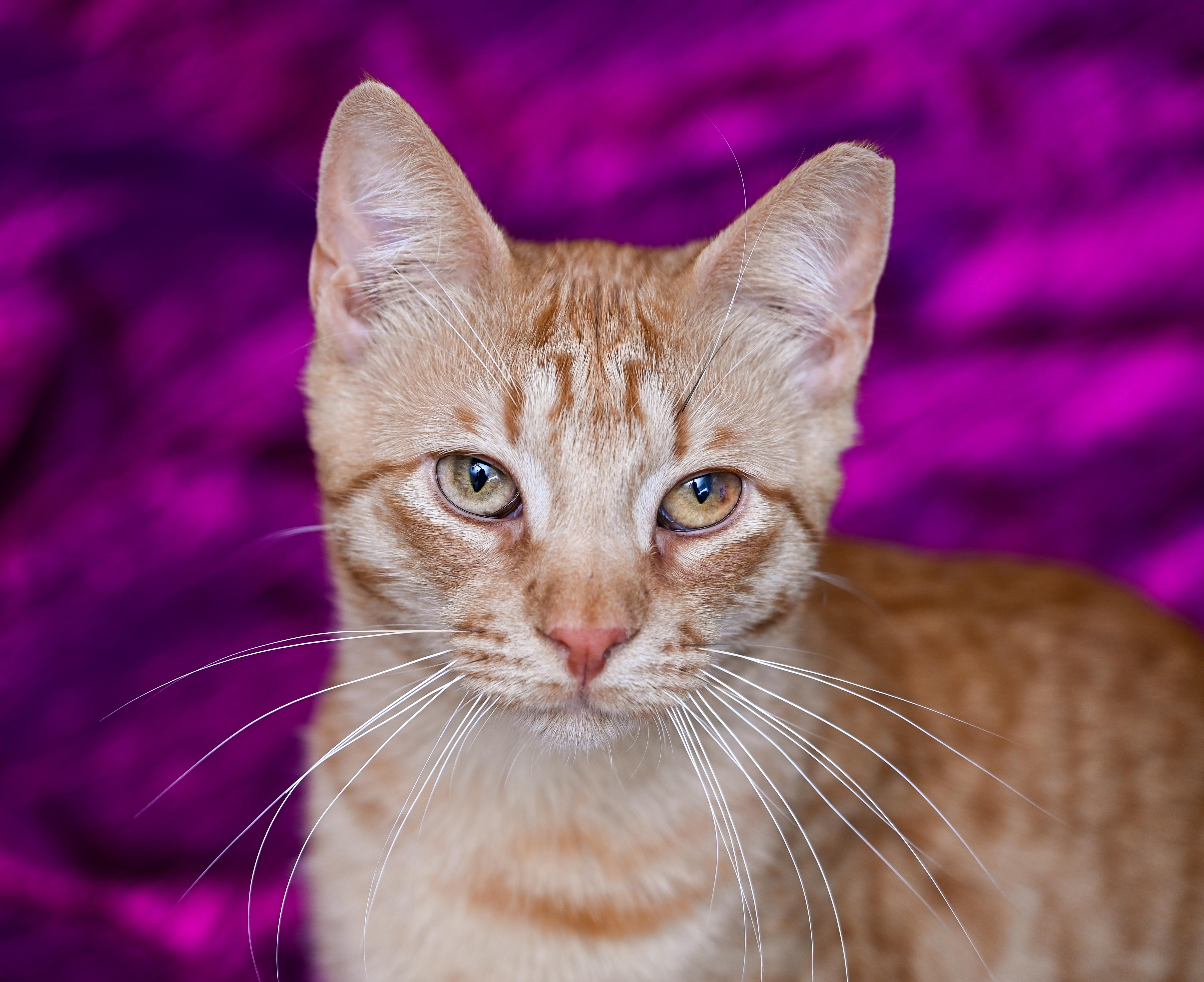 Enlarge Saturn, a ADOPTABLE mixed breed in Chattanooga, TN image 2/5