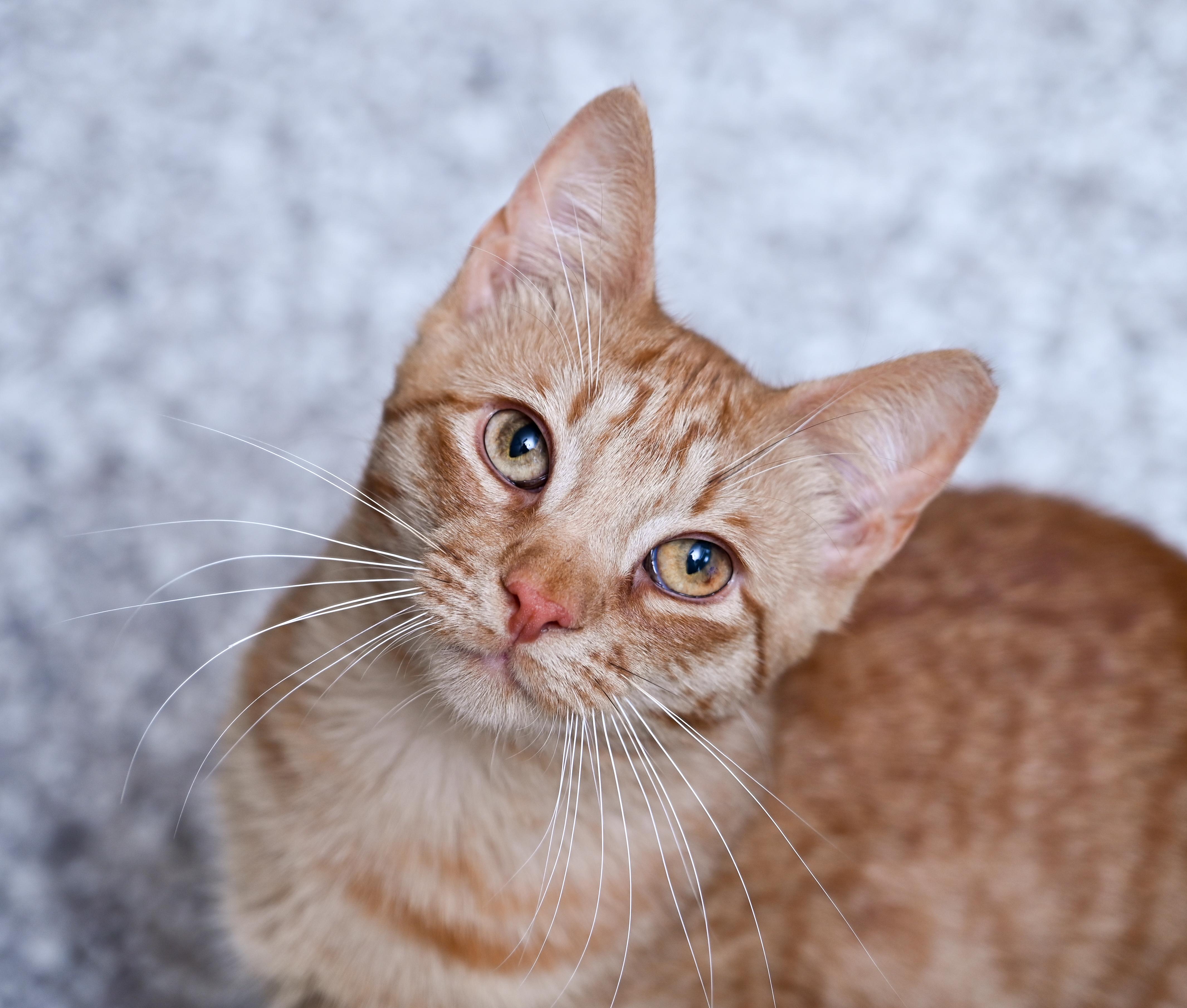 Enlarge Saturn, a ADOPTABLE mixed breed in Chattanooga, TN image 5/5