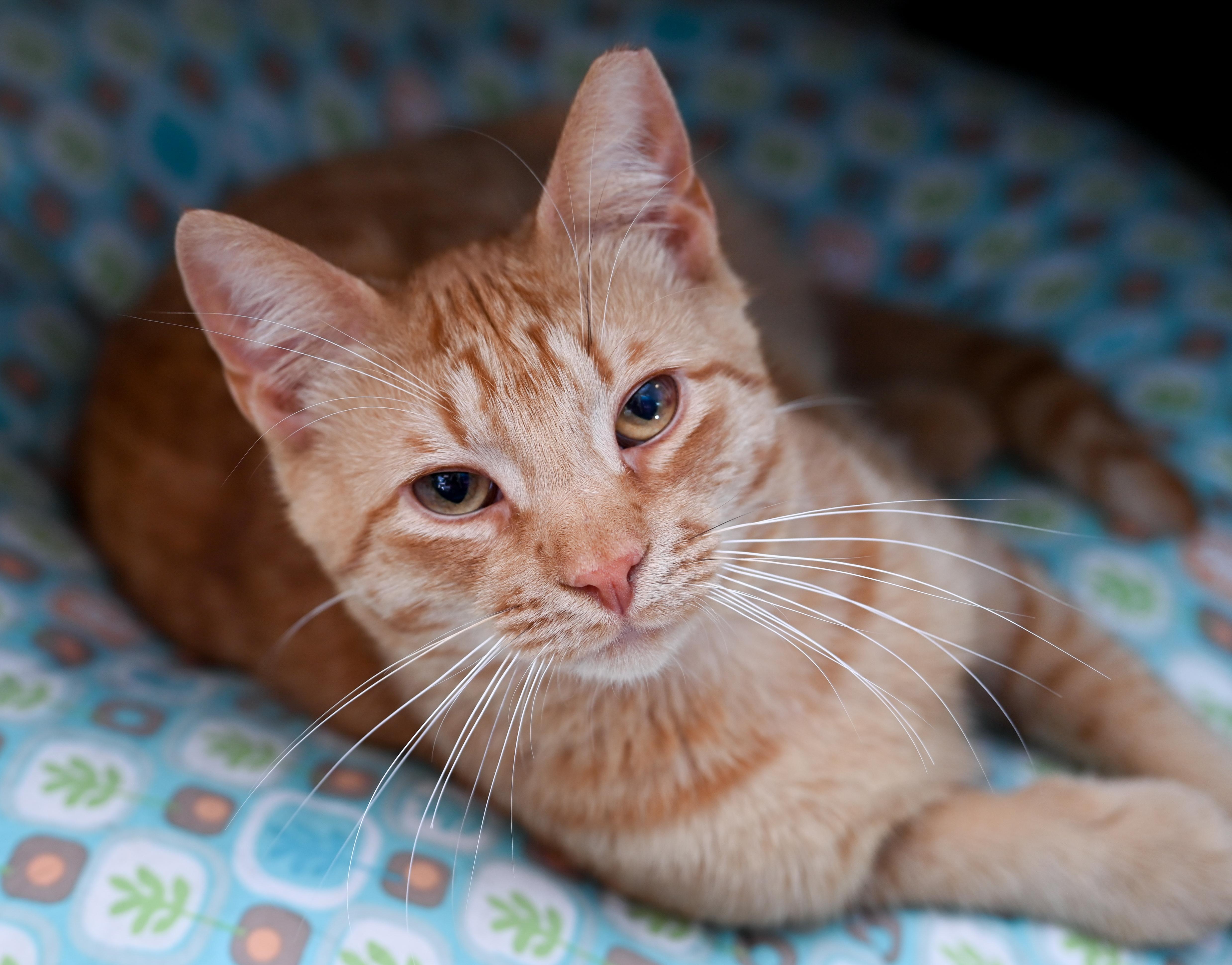 Enlarge Saturn, a ADOPTABLE mixed breed in Chattanooga, TN image 4/5