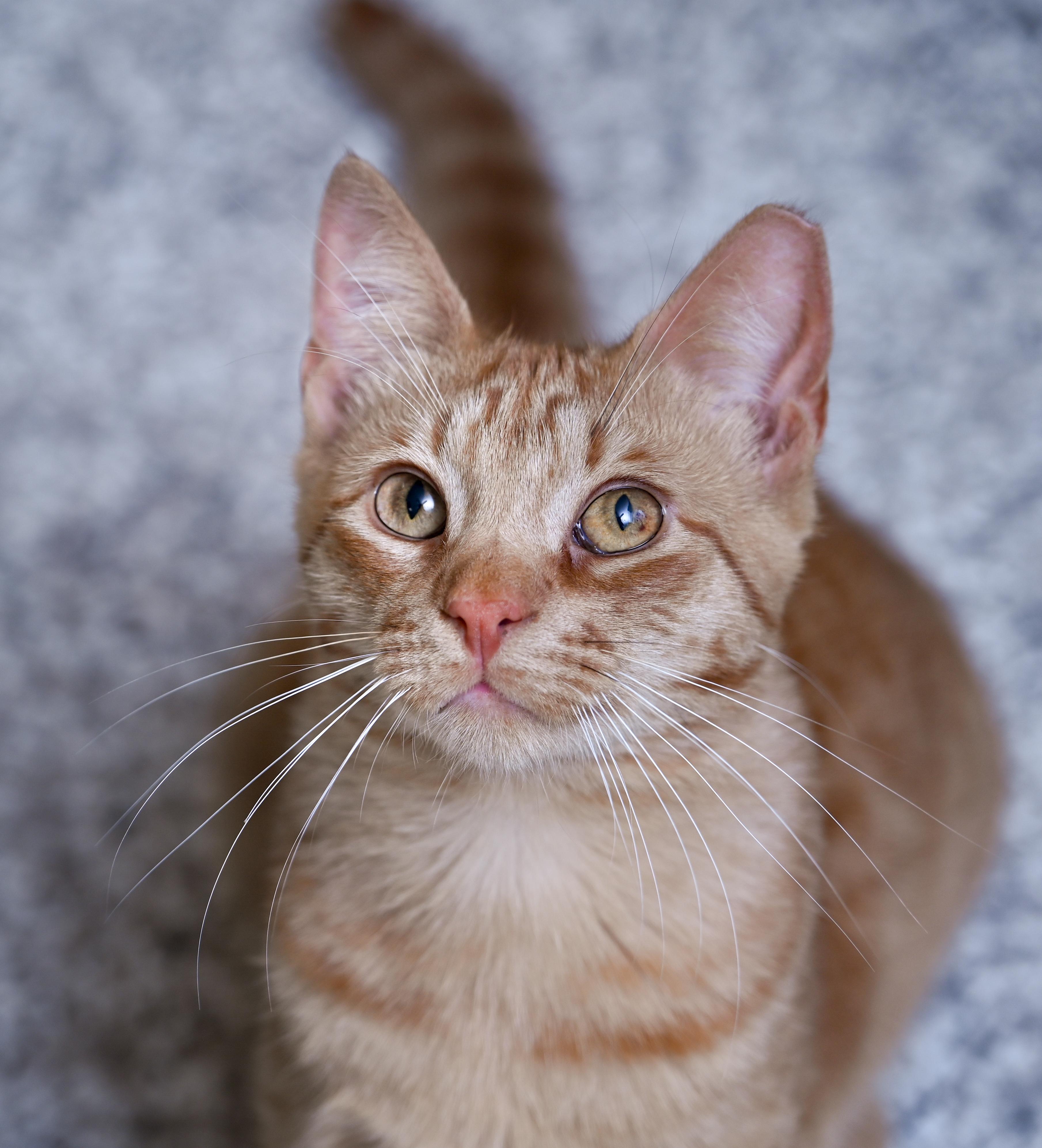 Enlarge Saturn, a ADOPTABLE mixed breed in Chattanooga, TN image 3/5