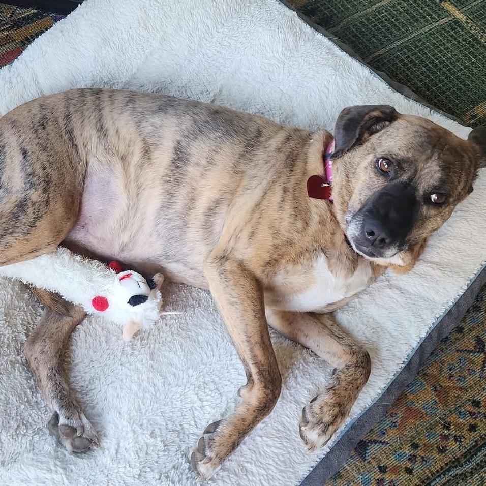 Enlarge Lady 2223, a Adoptable Mixed Breed in Kansas City, MO image 1/6