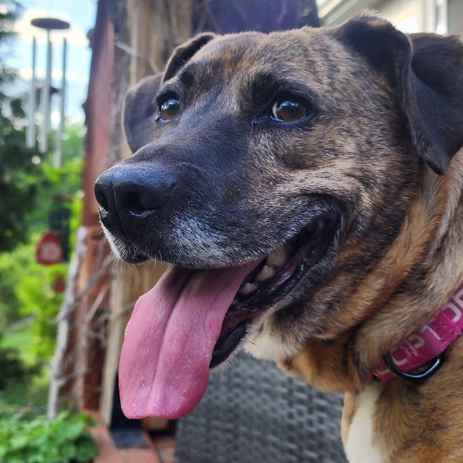 Enlarge Lady 2223, a Adoptable Mixed Breed in Kansas City, MO image 2/6