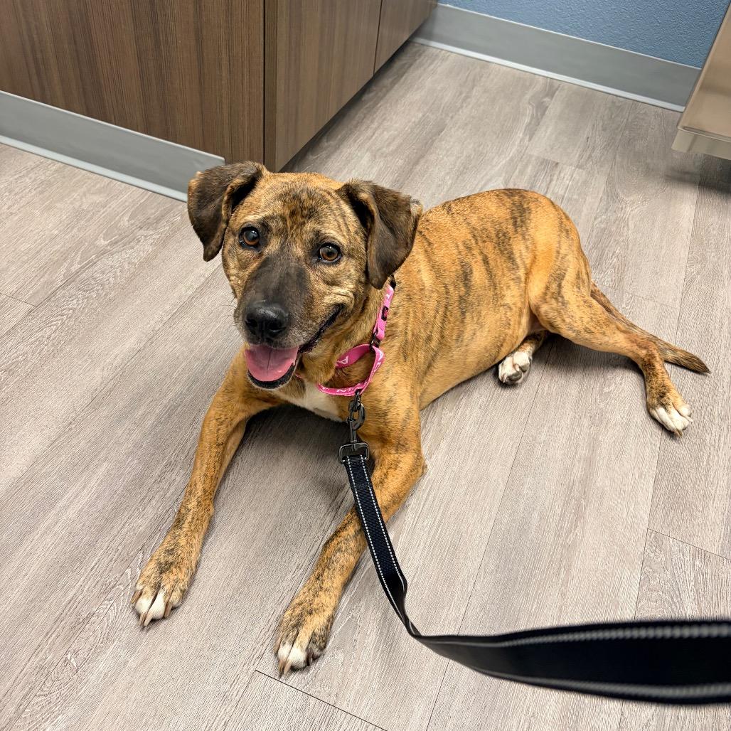 Lady 2223, a Adoptable Mixed Breed in Kansas City, MO image 2/4