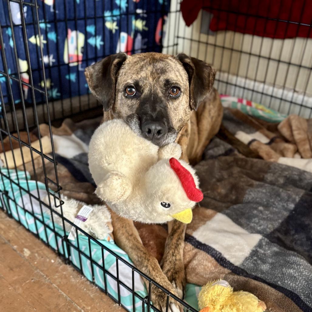 Enlarge Lady 2223, a Adoptable Mixed Breed in Kansas City, MO image 1/5