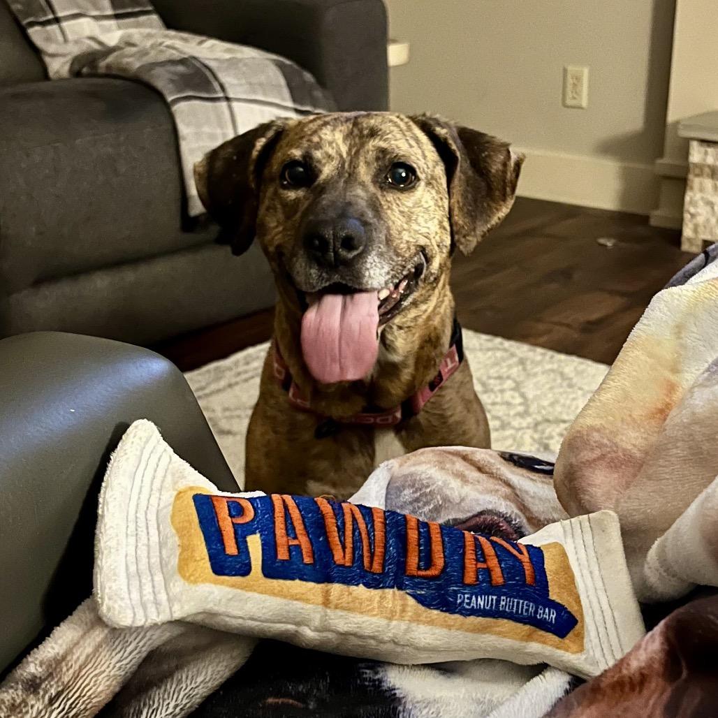 Lady 2223, a Adoptable Mixed Breed in Kansas City, MO image 1/4