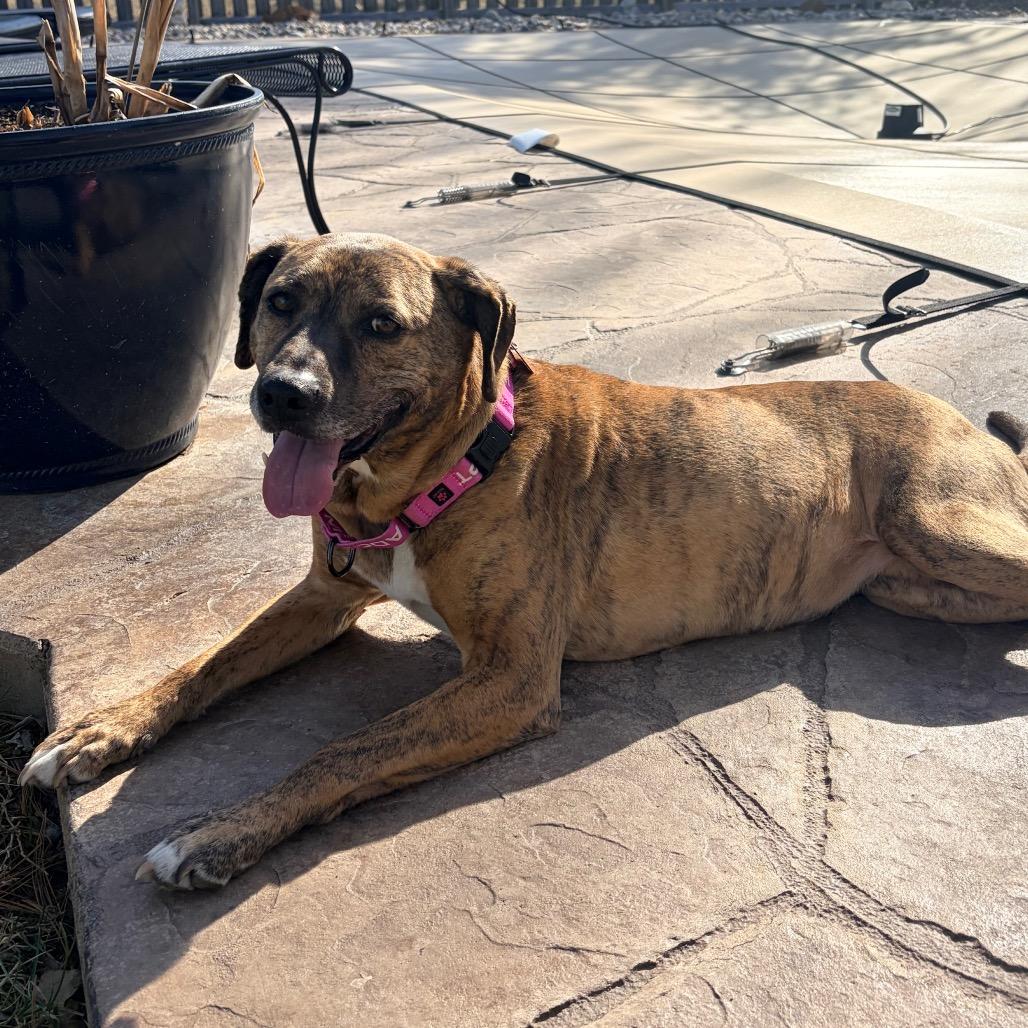 Lady 2223, a Adoptable Mixed Breed in Kansas City, MO image 3/4